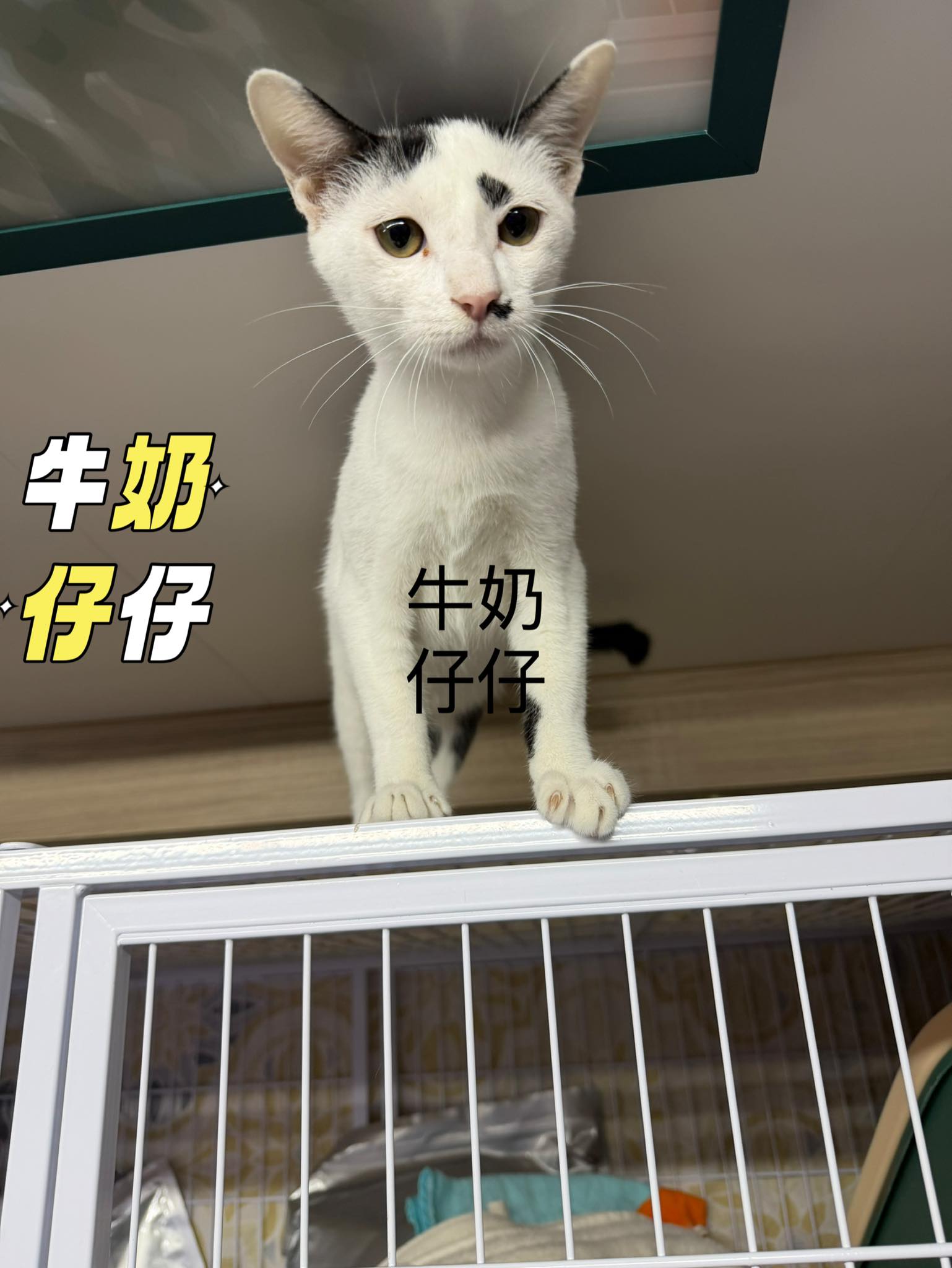 牛奶